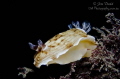   Aphelodoris varia Fly Point NSW Australia. One most common nudis area. Australia area  